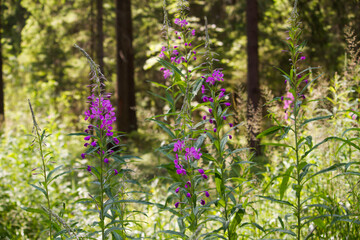 Fototapeta premium willow herb flowers blossom in forest at sunny day