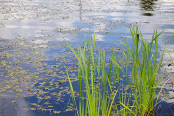 reed leaves pond background sunny day