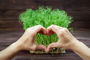 Woman hands showing sing of heart on microgreen pea sprouts background. Vegan and healthy eating concept. Growing sprouts.
