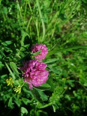 red flower clovers on green background leaf