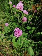 red flower clovers on green background leaf