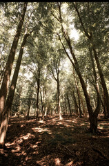sun rays in the forest