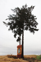Przydrożna kapliczka i 2 sosny © Krzysztof