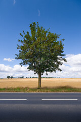 Arbre isolé sur le bord d'une route de campagne