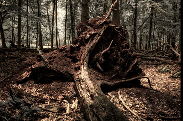 old tree trunk