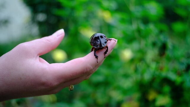 A rhinoceros beetle crawls on a woman's hand, a ring with a pomegranate