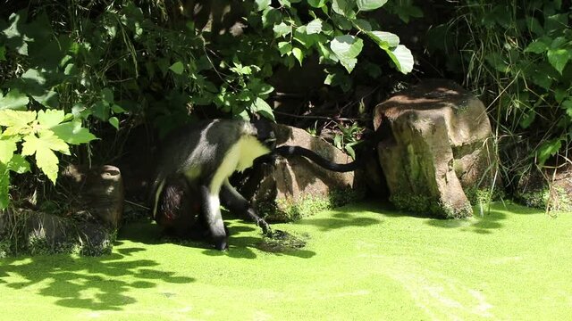 Cercopithecus diana sits on a stone and uses his paw to try to get to the clear water, fascinating by how the green coating quickly returns to its place. 