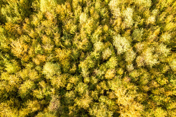 Top down aerial view of green and yellow canopies in autumn forest with many fresh trees.