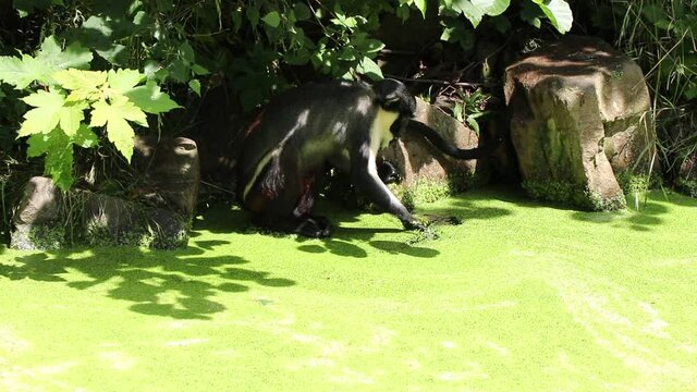 Diana monkey tries to remove the green coating from the swamp and wash in clean water. Cercopithecus diana flutters its water into the water and drinks from it