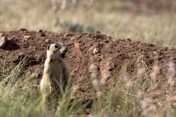 Naklejka na ściany i meble A Gunnison’s Prairie Dog barks a warning to his colony in early morning light in summer in the Sangre de Cristo Mountains of New Mexico