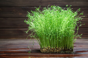 Clover sprouts on wood table background. Sprouted vegetable seeds for raw diet food, micro green...