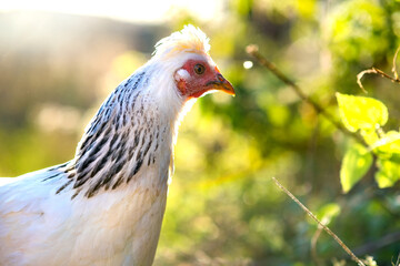 Hens feed on traditional rural barnyard. Detail of a hen head. Close up of chicken standing on barn yard with chicken coop. Chickens sitting in outdoor henhouse. Free range poultry farming concept.