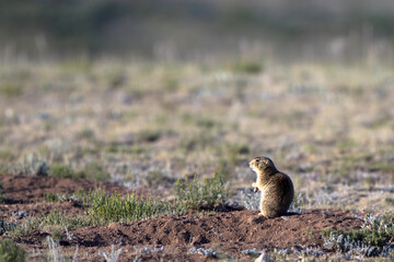 Naklejka na ściany i meble A Gunnison’s Prairie Dog at his burrow in early morning light in summer in the Sangre de Cristo Mountains of New Mexico