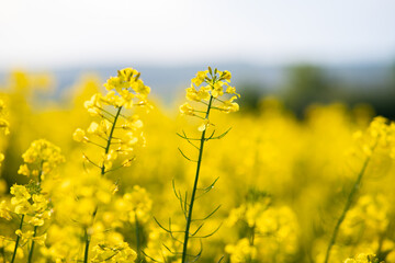 Obraz premium Close up detail of blooming yellow rapeseed plants in agricultural farm field in spring.