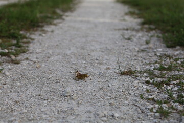 grasshopper on the road