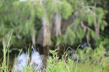 red-winged dragonfly