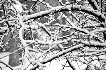 Snowy branches on a winter day