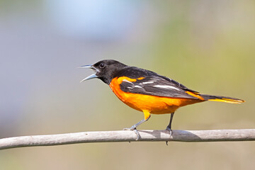 Baltimore Oriole Chirps a Song