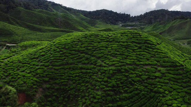Aerial view of beautiful green tea plantations,terraces in Cameron Highlands Malaysia. August 2019