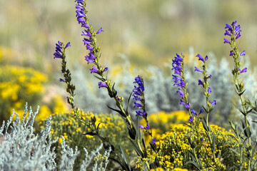 Purple Penstemons in summer in New Mexico's Sangre de Cristo Mountains