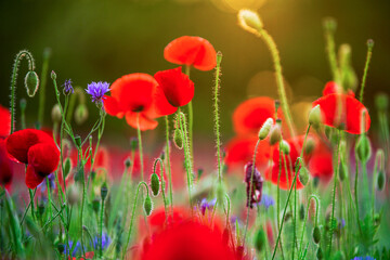 Obraz premium Naturnahe Wiese mit roten Mohnblumen