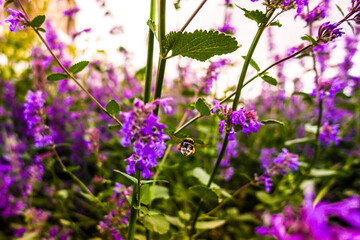 Hummel bei der Arbeit © marcus_hofmann