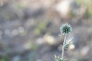 Close-up photo of the Echinops bannaticus prickly plant.
