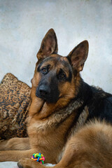 Perro Obejero Aleman retrato