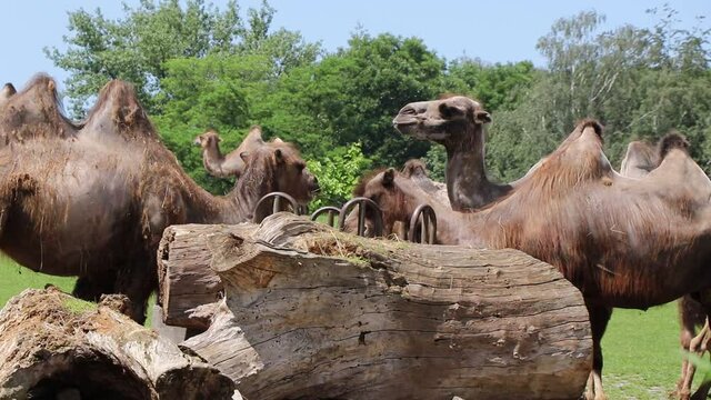 Bactrian camels enjoying lunch together on a beautiful pasture in the pleasant sunshine. The cubs try to imitate their parents. Chewing detail