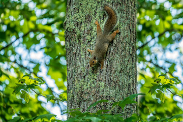 squirrel on a tree