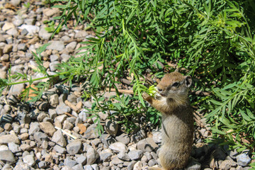 squirrel in bush