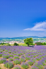 ラベンダー畑と木
