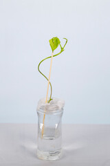 bean germination, jar experiment, homework, experiment, large plant