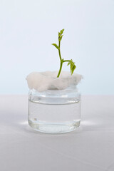 bean germination, jar experiment, homework, experiment, small plant