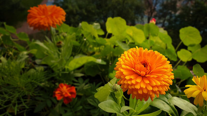 Beautiful calendula flowers on a background of green leaves.