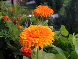 Beautiful calendula flowers on a background of green leaves.