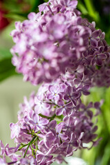 Bunter Blumenstrauss - Fruehsommer