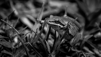 Rana silvestre, anfibio