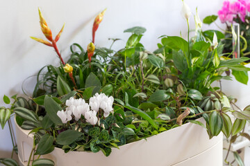 Flowered Cyclamen persicium, Home garden, Flower beds in the room,
