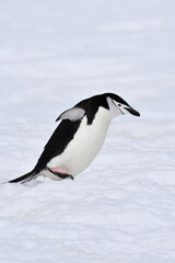 Chinstrap penguin at Half Moon Island, Antarctica