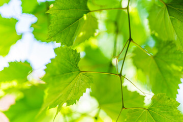 green leaves in sunlight / wine 