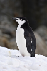 Chinstrap penguin at Half Moon Island, Antarctica