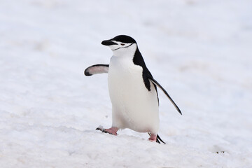 Fototapeta na wymiar Chinstrap penguin at Half Moon Island, Antarctica