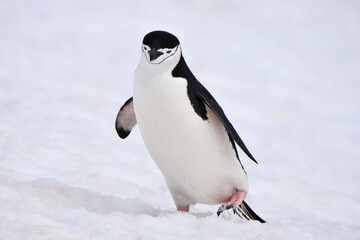 Chinstrap penguin at Half Moon Island, Antarctica