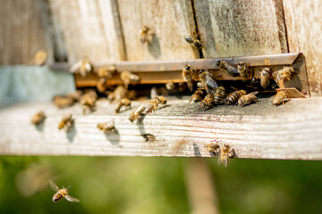 A close-up view of the working bees bringing flower pollen to the hive on its paws. Honey is a beekeeping product. Bee honey is collected in beautiful yellow honeycombs.