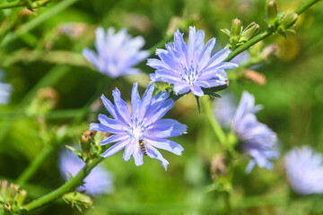 Blooming chicory.