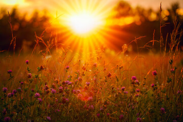 Orange and warm sunset and glade. The sun rays are shining through the wildflowers. - 364166735