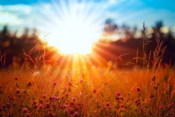 Nice sunlight. Sunset and meadow close-up, plants in the yellow rays of the sun - 364166747