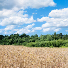 A field of mature wheat against the background of green forest and blue sky with clouds