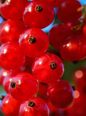 Brush of fresh ripe red currant berries close-up